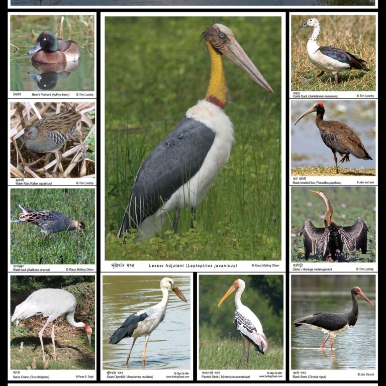THREATENED WETLAND BIRDS OF NEPALs